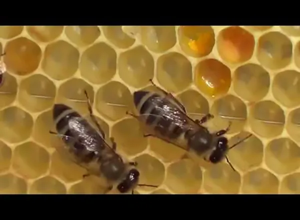 Ram sa pčelama i tek zaleženim jajima